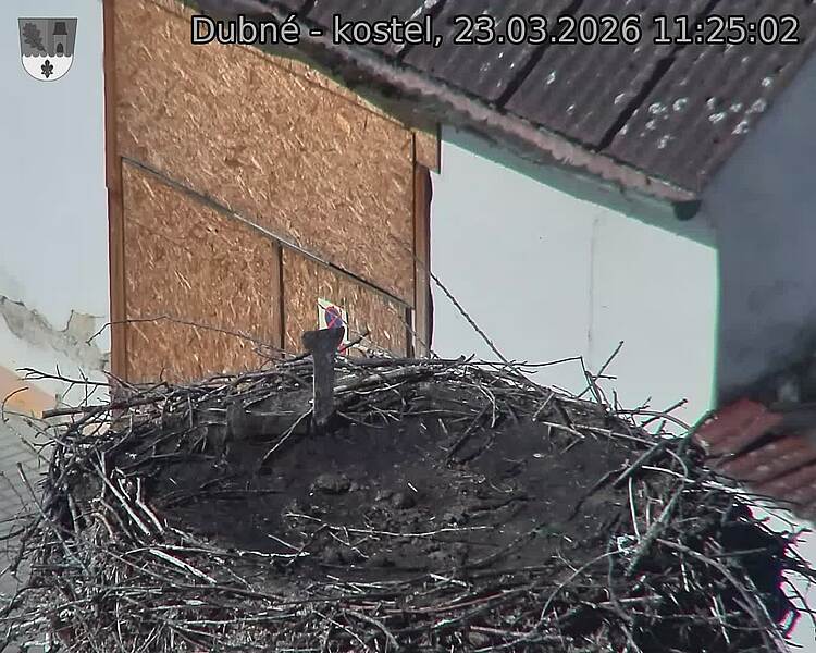 Capi_Dubne_20260323_112502.jpg (1350&nbsp;x&nbsp;1080)