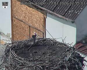 Capi_Dubne_20260323_125503.jpg (1350&nbsp;x&nbsp;1080)