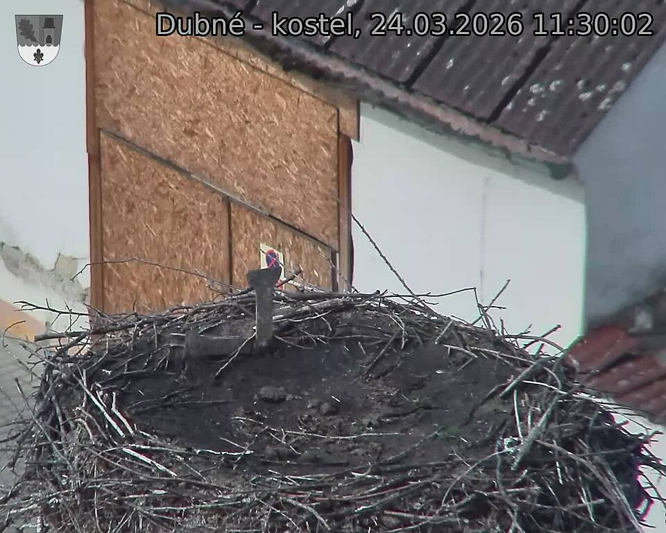 Capi_Dubne_20260324_113002.jpg (1350&nbsp;x&nbsp;1080)