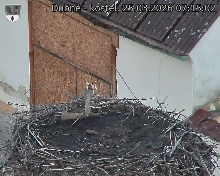 Capi_Dubne_20260325_071502.jpg (1350&nbsp;x&nbsp;1080)