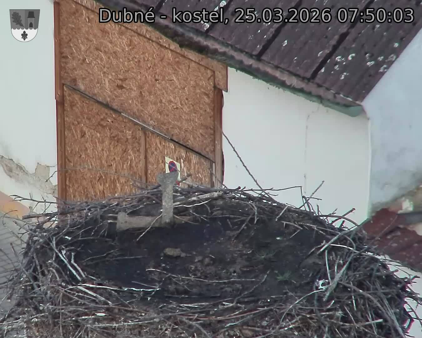 Capi_Dubne_20260325_075003.jpg (1350&nbsp;x&nbsp;1080)