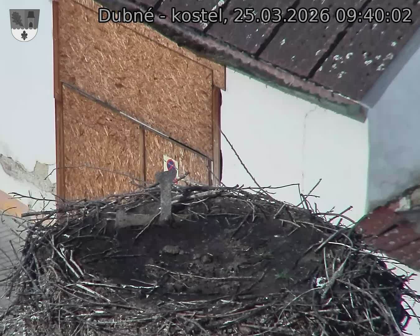 Capi_Dubne_20260325_094002.jpg (1350&nbsp;x&nbsp;1080)