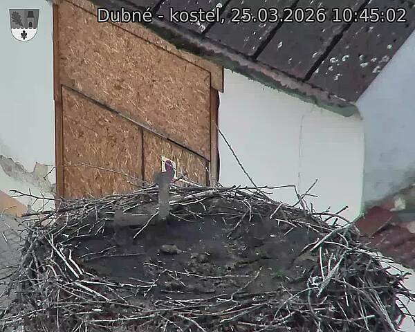 Capi_Dubne_20260325_104502.jpg (1350&nbsp;x&nbsp;1080)