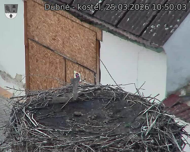 Capi_Dubne_20260325_105003.jpg (1350&nbsp;x&nbsp;1080)