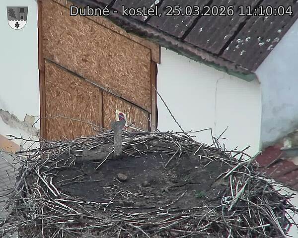 Capi_Dubne_20260325_111004.jpg (1350&nbsp;x&nbsp;1080)