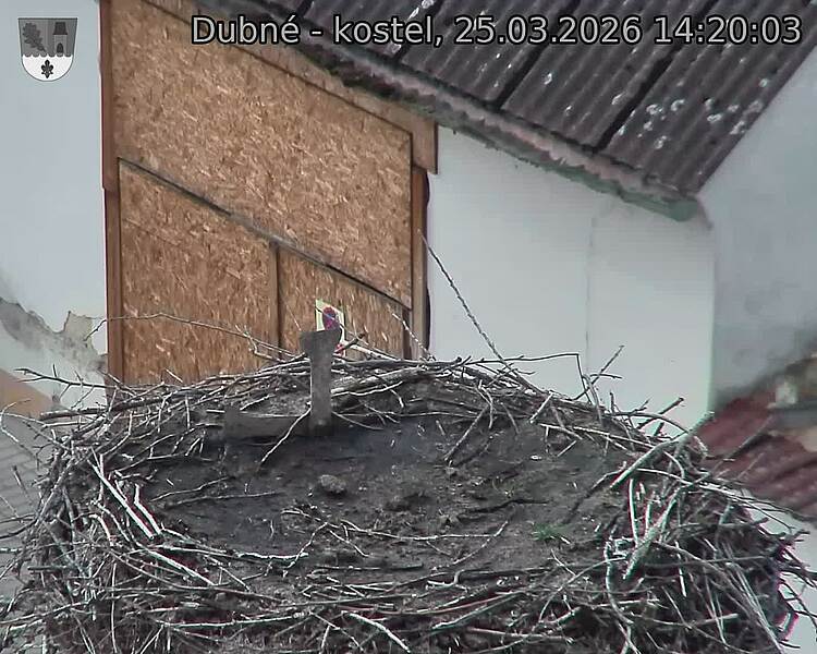 Capi_Dubne_20260325_142003.jpg (1350&nbsp;x&nbsp;1080)