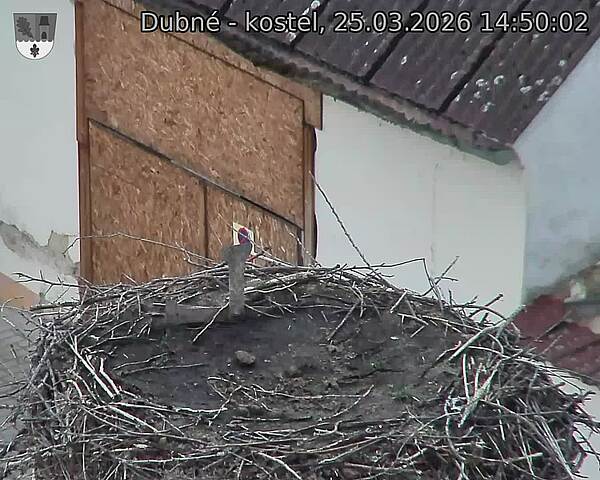 Capi_Dubne_20260325_145002.jpg (1350&nbsp;x&nbsp;1080)