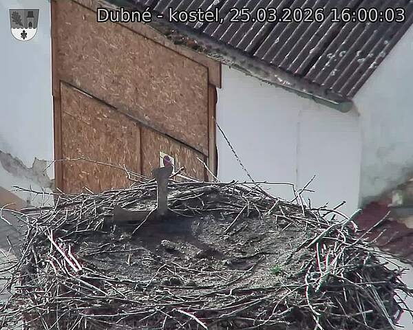 Capi_Dubne_20260325_160003.jpg (1350&nbsp;x&nbsp;1080)