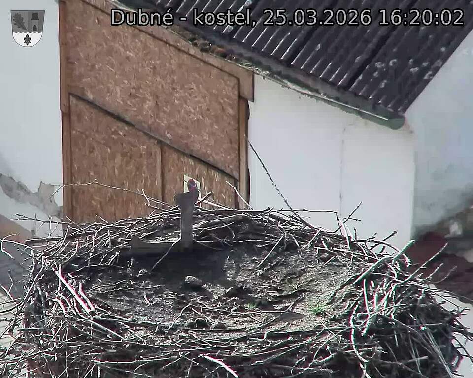 Capi_Dubne_20260325_162002.jpg (1350&nbsp;x&nbsp;1080)