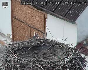 Capi_Dubne_20260325_163002.jpg (1350&nbsp;x&nbsp;1080)