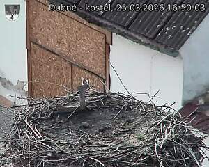 Capi_Dubne_20260325_165003.jpg (1350&nbsp;x&nbsp;1080)