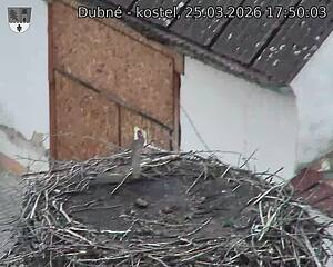 Capi_Dubne_20260325_175003.jpg (1350&nbsp;x&nbsp;1080)