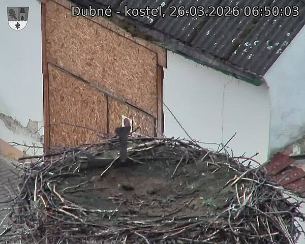 Capi_Dubne_20260326_065003.jpg (1350&nbsp;x&nbsp;1080)