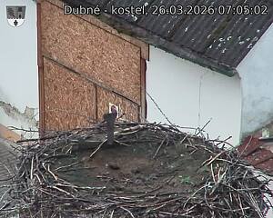 Capi_Dubne_20260326_070502.jpg (1350&nbsp;x&nbsp;1080)