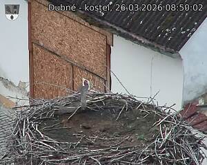 Capi_Dubne_20260326_085002.jpg (1350&nbsp;x&nbsp;1080)