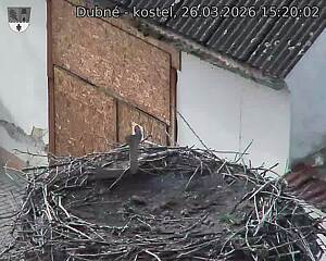 Capi_Dubne_20260326_152002.jpg (1350&nbsp;x&nbsp;1080)