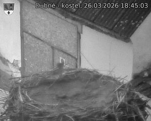 Capi_Dubne_20260326_184503.jpg (1350&nbsp;x&nbsp;1080)