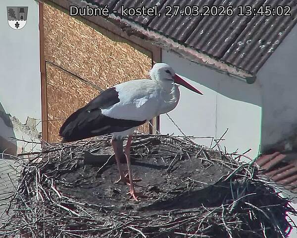 Capi_Dubne_20260327_134502.jpg (1350&nbsp;x&nbsp;1080)