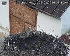 Capi_Dubne_20260328_081004.jpg (1350&nbsp;x&nbsp;1080)