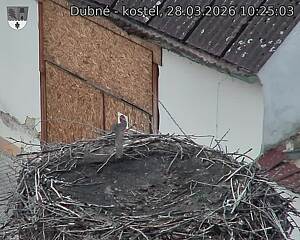 Capi_Dubne_20260328_102503.jpg (1350&nbsp;x&nbsp;1080)