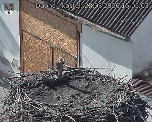 Capi_Dubne_20260328_150503.jpg (1350&nbsp;x&nbsp;1080)