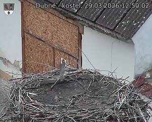 Capi_Dubne_20260329_125002.jpg (1350&nbsp;x&nbsp;1080)