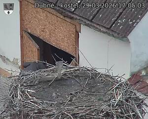 Capi_Dubne_20260329_170503.jpg (1350&nbsp;x&nbsp;1080)