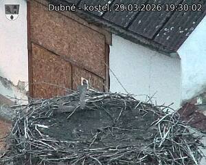 Capi_Dubne_20260329_193002.jpg (1350&nbsp;x&nbsp;1080)