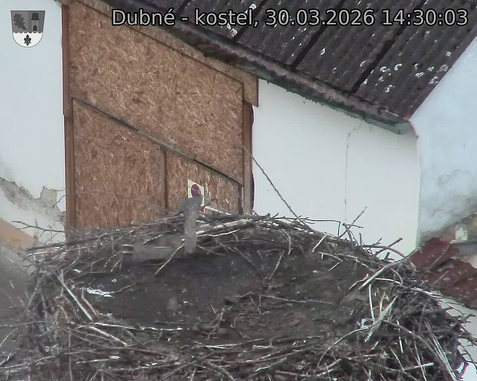 Capi_Dubne_20260330_143003.jpg (1350&nbsp;x&nbsp;1080)