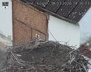 Capi_Dubne_20260330_143003.jpg (1350&nbsp;x&nbsp;1080)