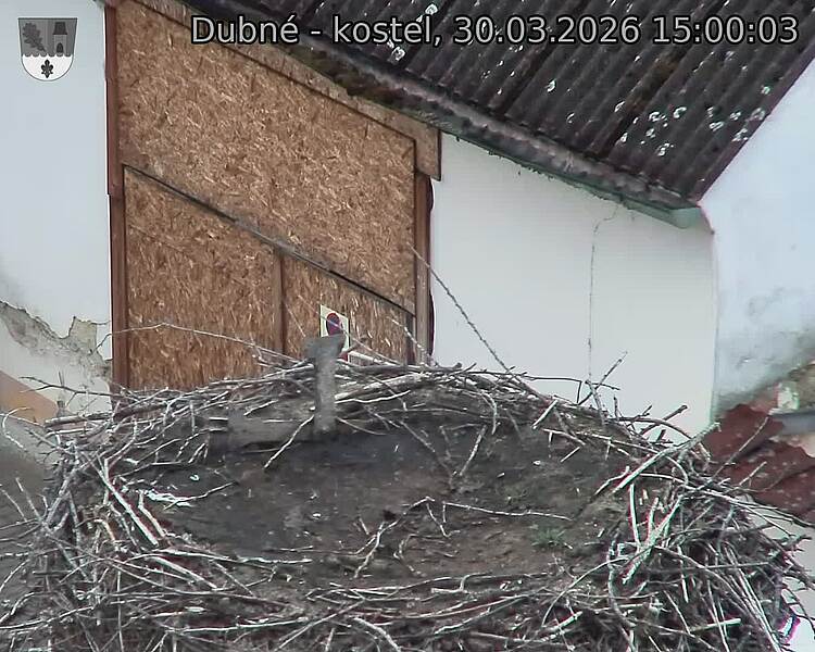 Capi_Dubne_20260330_150003.jpg (1350&nbsp;x&nbsp;1080)