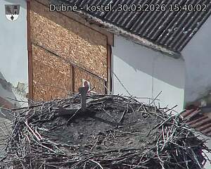 Capi_Dubne_20260330_154002.jpg (1350&nbsp;x&nbsp;1080)