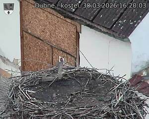 Capi_Dubne_20260330_162003.jpg (1350&nbsp;x&nbsp;1080)