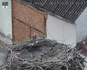 Capi_Dubne_20260330_164503.jpg (1350&nbsp;x&nbsp;1080)