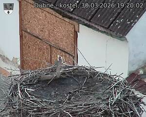 Capi_Dubne_20260330_192002.jpg (1350&nbsp;x&nbsp;1080)