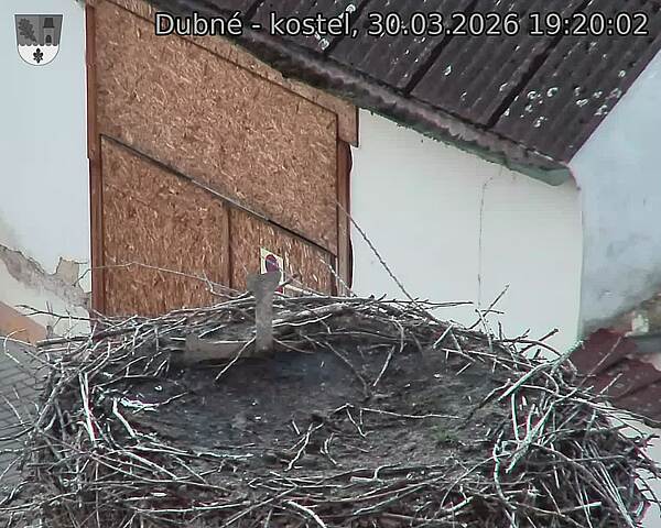 Capi_Dubne_20260330_192002.jpg (1350&nbsp;x&nbsp;1080)