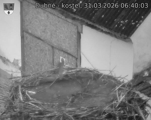 Capi_Dubne_20260331_064003.jpg (1350&nbsp;x&nbsp;1080)