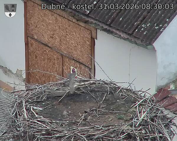 Capi_Dubne_20260331_083003.jpg (1350&nbsp;x&nbsp;1080)
