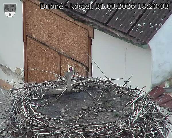 Capi_Dubne_20260331_182003.jpg (1350&nbsp;x&nbsp;1080)