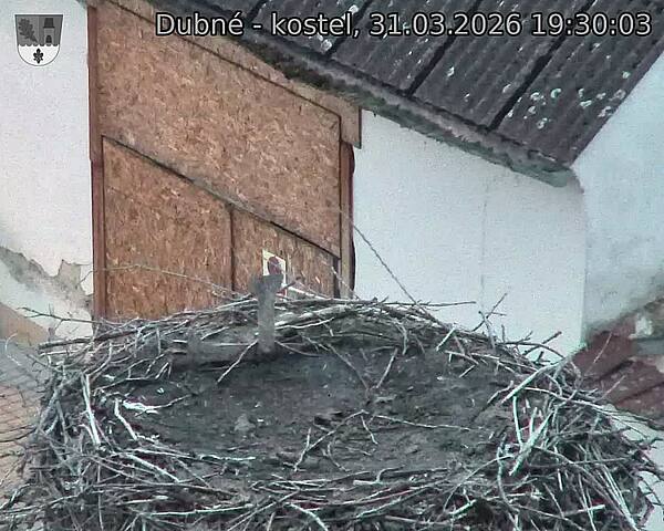 Capi_Dubne_20260331_193003.jpg (1350&nbsp;x&nbsp;1080)