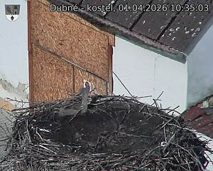 Capi_Dubne_20260401_103503.jpg (1350&nbsp;x&nbsp;1080)