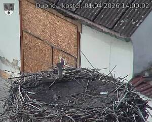 Capi_Dubne_20260401_140002.jpg (1350&nbsp;x&nbsp;1080)