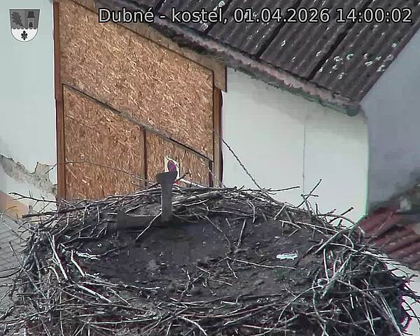 Capi_Dubne_20260401_140002.jpg (1350&nbsp;x&nbsp;1080)