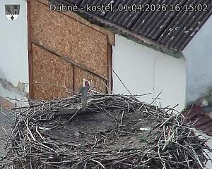 Capi_Dubne_20260401_161502.jpg (1350&nbsp;x&nbsp;1080)