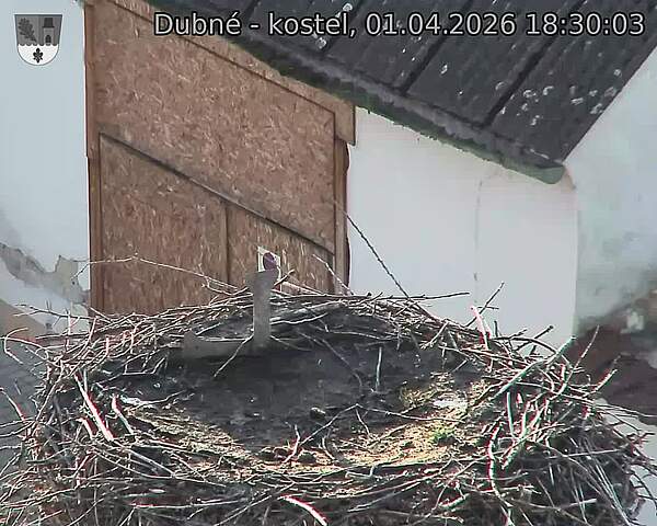 Capi_Dubne_20260401_183003.jpg (1350&nbsp;x&nbsp;1080)