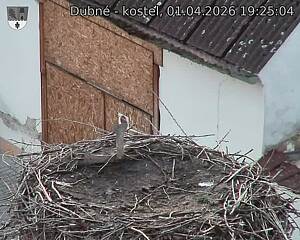 Capi_Dubne_20260401_192504.jpg (1350&nbsp;x&nbsp;1080)