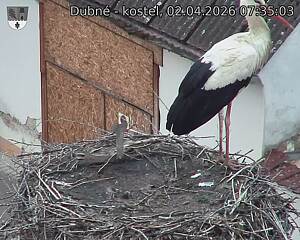 Capi_Dubne_20260402_073503.jpg (1350&nbsp;x&nbsp;1080)