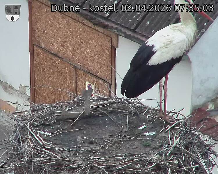 Capi_Dubne_20260402_073503.jpg (1350&nbsp;x&nbsp;1080)