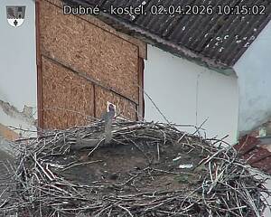 Capi_Dubne_20260402_101502.jpg (1350&nbsp;x&nbsp;1080)