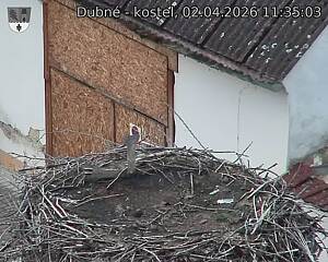 Capi_Dubne_20260402_113503.jpg (1350&nbsp;x&nbsp;1080)